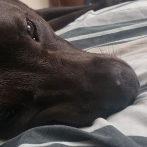 Meet your Posher, Ian